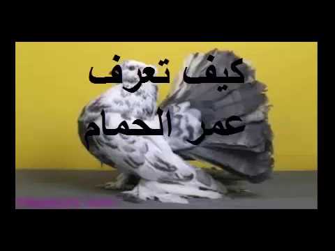 كيفية معرفة عمر الحمام