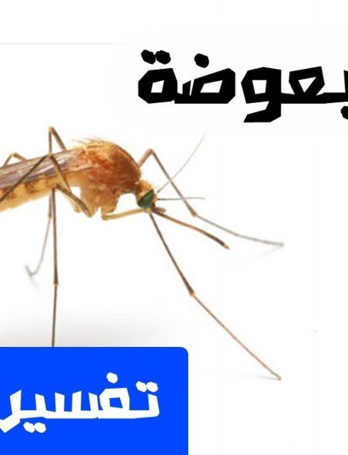 تفسير حلم رؤية البعوض