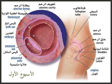 مراحل الحمل